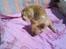 Chihuahua Ditte