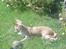 Chihuahua Ditte
