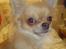Chihuahua Ditte