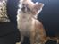 Chihuahua Ditte