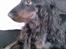 Cocker spaniel Mika (Himmel hund)