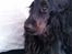 Cocker spaniel Mika (Himmel hund)