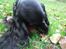 Cocker spaniel Mika (Himmel hund)