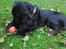 Cocker spaniel Mika (Himmel hund)