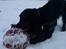 Cocker spaniel Mika (Himmel hund)