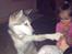 Alaskan malamute Hachiko