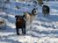 Grønlandshund Apa - Polarhundeklubben på tur - og en labrador :) Marts 2013