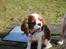 Cavalier king charles spaniel Nova