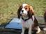 Cavalier king charles spaniel Nova