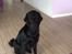 Flat coated retriever Zoey
