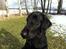 Flat coated retriever Zoey