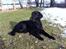 Flat coated retriever Zoey