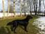 Flat coated retriever Zoey