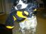 Field Trial spaniel Sally