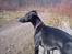 Whippet *StarRunners Dex - Min alt for smukke hund. Han skulle da også sidde på bænken sammen med mig ^^ Så benyttede lejligheden til at tage nogle billeder af ham! 