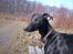 Whippet *StarRunners Dex - Hans udtryk er simpelthen så fantastisk! Ikke så hvalpet mere. Her er han nok 6 - 7 måneder gammel. 