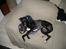 Whippet *StarRunners Dex - Ligger i sofaen og ser uskyldig ud... 