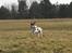 Blanding af racer Pluto - SPRING med bolden!