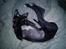 Whippet *StarRunners Dex - Du kan ikke se mig! :P 
Dex der ligger i min seng! x3 