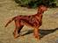 Irsk setter Cody R.F.S (run free sweetheart)  - Cody 7mdr