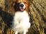 Papillon Gallinas Ninja (Liam) - Velkommen!