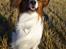Papillon Gallinas Ninja (Liam)