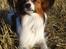 Papillon Gallinas Ninja (Liam)