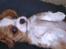 Cavalier king charles spaniel Luca (Timon's Fabulous Wolverine) - Så bliver det ikke mere nuttet! 9 uger gammel.