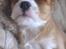 Cavalier king charles spaniel Luca (Timon's Fabulous Wolverine) - Zzzzzzz....