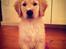 Blanding af racer Golden Retriver/Cocker Spaniel Manfred(Manse)