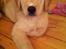 Blanding af racer Golden Retriver/Cocker Spaniel Manfred(Manse)
