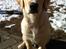 Blanding af racer Golden Retriver/Cocker Spaniel Manfred(Manse)