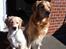 Blanding af racer Golden Retriver/Cocker Spaniel Manfred(Manse)
