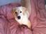 Blanding af racer Golden Retriver/Cocker Spaniel Manfred(Manse)