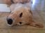 Blanding af racer Golden Retriver/Cocker Spaniel Manfred(Manse)