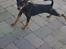 Dvaergpinscher Vappe