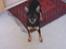 Dvaergpinscher Vappe