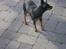 Dvaergpinscher Vappe