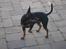 Dvaergpinscher Vappe