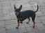 Dvaergpinscher Vappe