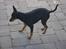 Dvaergpinscher Vappe