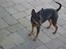 Dvaergpinscher Vappe