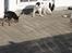 Dvaergpinscher Vappe