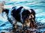 Cavalier king charles spaniel Bergkamp - Himmelhund