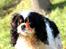 Cavalier king charles spaniel Bergkamp - Himmelhund