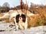 Cavalier king charles spaniel Bergkamp - Himmelhund