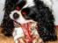 Cavalier king charles spaniel Bergkamp - Himmelhund