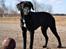 Labrador retriever Mikkel