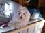 Coton de tulear Charlie - Charlie hygger i sommerhus :-D