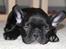 Fransk bulldog Marley